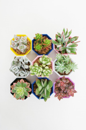 succulent plantsの写真素材
