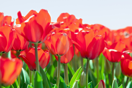 red tulipsの写真素材