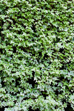 ivyの写真素材