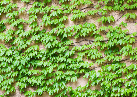 ivyの写真素材