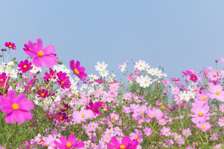 Cosmos Flowersの写真素材
