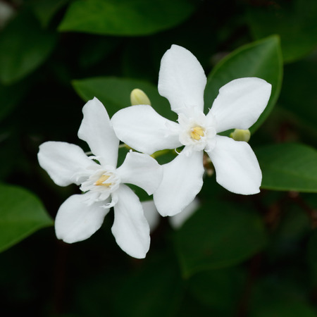 Wrightia antidysenterica, Snowflake, Milky Wayの写真素材