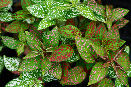 leaf plant, Hipoesutesuの写真素材