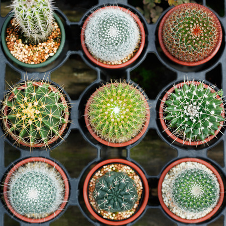 cactus on mini potsの写真素材