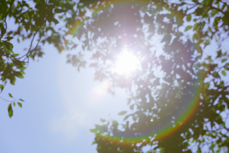 Sunshine Filtering Through Foliageの写真素材