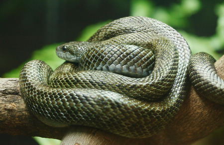 snakeの写真素材