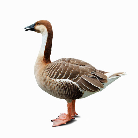 geese isolated on white backgroundの写真素材