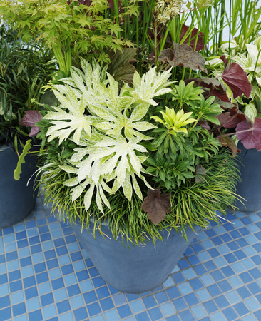 container gardening backgroundの写真素材