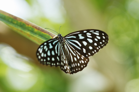 Ceylon Blue Glassy Tigerの写真素材