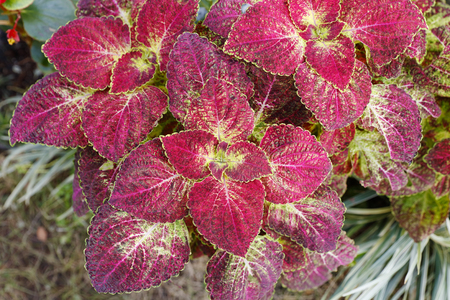 red Coleus leavesの写真素材