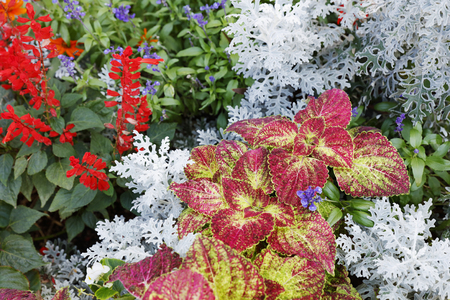 flower gardening backgroundの写真素材