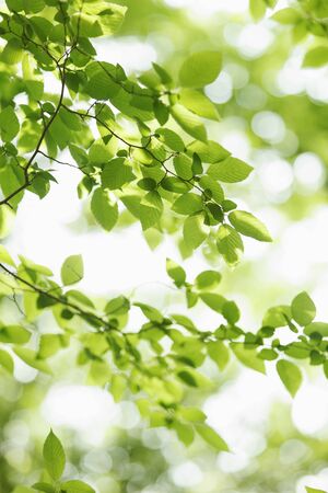 Fresh green tree leavesの写真素材