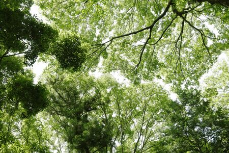 Fresh green tree leavesの写真素材
