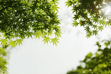 Fresh green tree leavesの写真素材