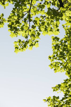 Fresh green tree leavesの写真素材