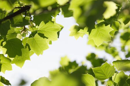 Fresh green tree leavesの写真素材