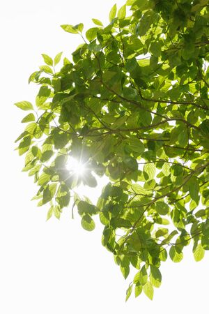 Fresh green tree leavesの写真素材