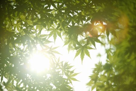 Fresh green tree leavesの写真素材