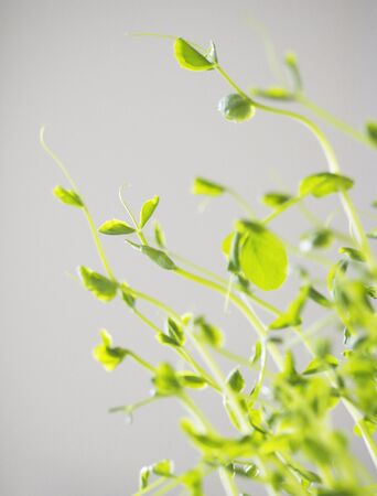 green plant sproutsの写真素材
