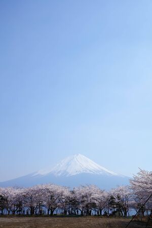 Mount Fuji And Cherry treesの写真素材