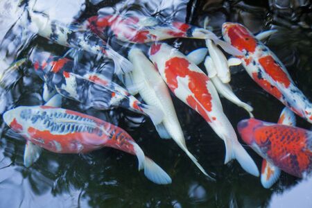japanese colored carpの写真素材