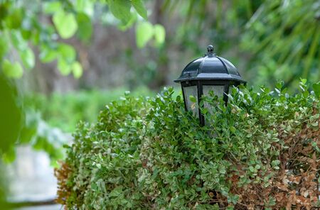 Black little lantern in the bush in the parkの写真素材