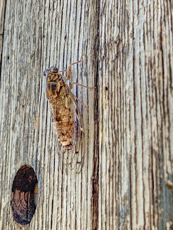 Cicada on the wooden beam of the fence