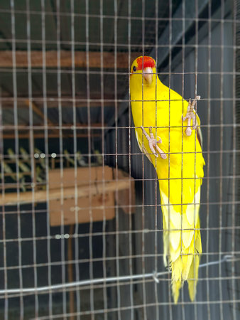 Yellow budgie parrot pet bird or Budgerigar parakeet common in the cage in bird farm