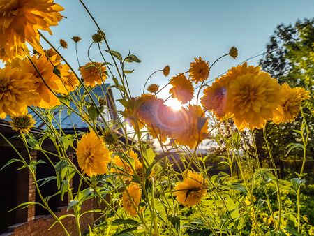 Bush of small yellow flowers on a background of a sunsetの写真素材