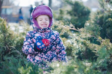 A child playing hide and seek behind juniper bushes in winterの写真素材