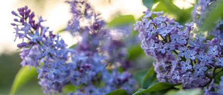 Lilac flower at sunset pink spring background. Springtime in summer park. Banner floral background. Shallow depth of field. floristry, womens day, mothers day, Valentines day, holidays, conceptの写真素材