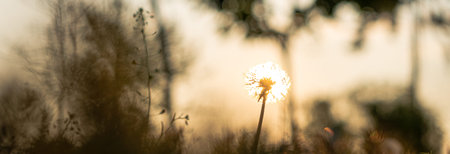 floristry, women day, mother day, Valentine day, holidays concept - banner meadow with dandelion and wildflowers silhouetted against backdrop of rays of sun falling in park in early summer copy space.の写真素材
