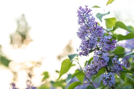Lilac flower at sunset pink spring background. Springtime in summer park. Banner floral background. Shallow depth of field. floristry, womens day, mothers day, Valentines day, holidays, conceptの写真素材