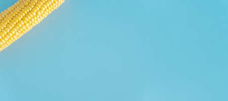 vegetables and fruits, agriculture, gastronomy, harvest concept - flat lay extra large banner of fresh singl yellow head of corn in corner of frame on monochrome blue background top view copy spaceの写真素材