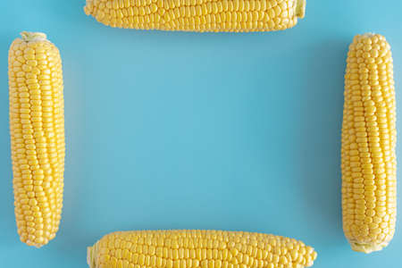 vegetables and fruits, agriculture, gastronomy, harvest concept - layout frame of four fresh several yellow head of corn lying parallel on monochrome light blue plain background top view copy space.の写真素材