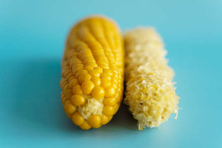 Whole and empty corn cob. Maize. Zea mays. Two boiled corncobs. One with delicious yellow-golden sweetcorn grains and the other gnawed. Organic food with dietary fiber. Isolated on blue background.の写真素材