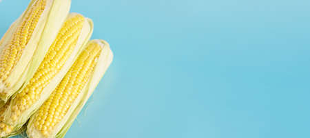 Flat lay with fresh corn on blue background, top viewの写真素材