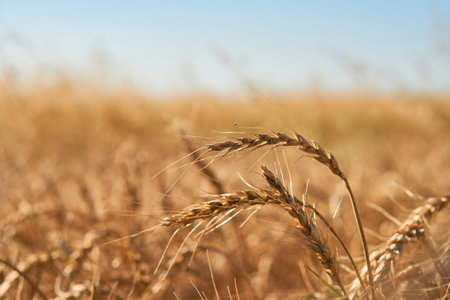 close-up soft focus ripe yellow and orange ears of wheat against blue sky. beautiful field of...