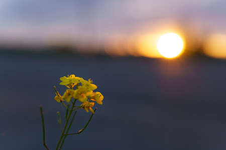 summer, nature, spring, freshness - background of fresh wild field beautiful natural flower plant on spring green evening meadow. yellow blooming rapeseed seeds on sky sunset garden summertime sunriseの写真素材