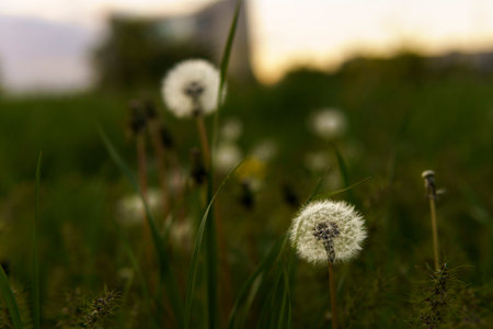 summer, nature, spring, freshness - background of fresh wild field beautiful natural flower plant on spring green evening meadow. white fluffy dandelions on fond of grey sky sunset garden summertimeの写真素材