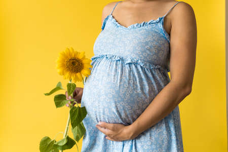 Motherhood, motherhood, femininity, hot summer, nature, people - croped portrait pregnant unrecognizable woman in floral blue dress hold big fresh live sunflower flower near belly on yellow backgroundの写真素材
