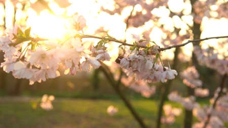 Blooming Pink Apple Tree Branches Moving On Wind In Sunny Spring Day On Background of Clear Blue Sky. Cherry Blossoms In Warm Sunlight During Sunset Background, Lens flare. Nature, Begining Conceptの写真素材