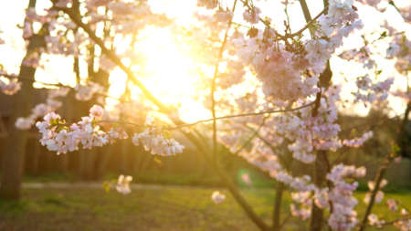 Blooming Pink Apple Tree Branches Moving On Wind In Sunny Spring Day On Background of Clear Blue Sky. Cherry Blossoms In Warm Sunlight During Sunset Background, Lens flare. Nature, Begining Conceptの写真素材