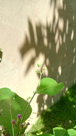 Green leaves and flowers on the background of a white wall in the garden