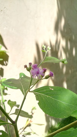 Purple flowers in the garden with the shadow of the wall.