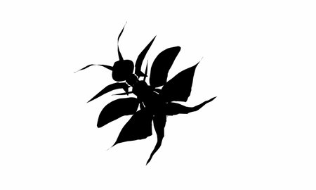 vector illustration, insect silhouette. winged insects or ants. isolated white backgroundのイラスト素材