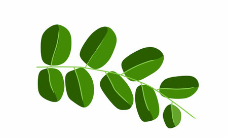 Vector illustration, Moringa branch with dense leaves. Can be used as herbal medicine.のイラスト素材
