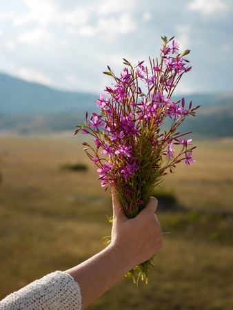 Bouquet of flowers in natureの写真素材
