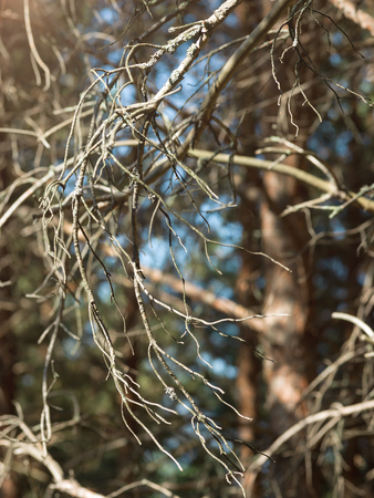 Branch tree at sunriseの写真素材
