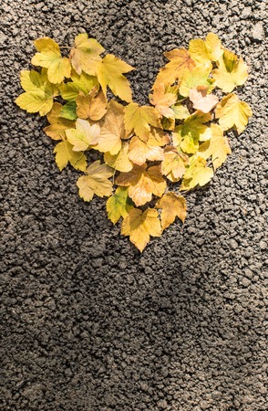 autumn leaves heartの写真素材